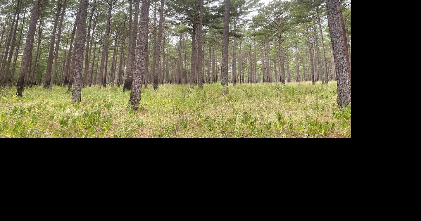 East Texas forests growing strong News