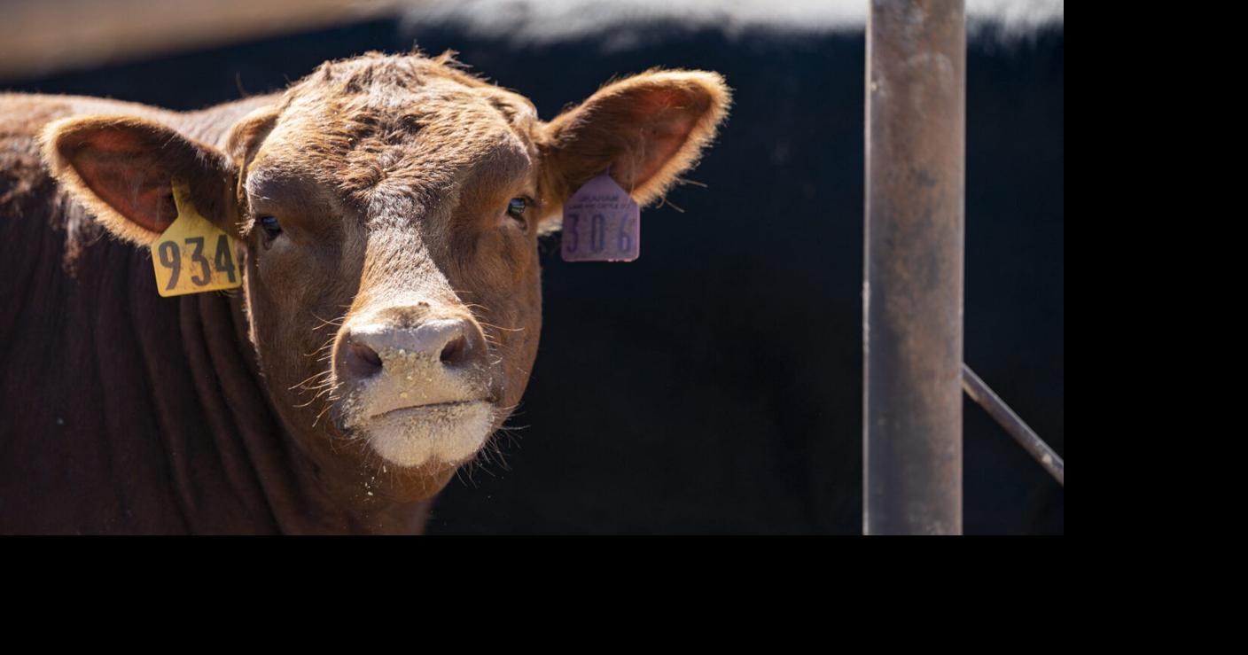Industry partnership drives Texas A&M study on tylosin use and liver ...