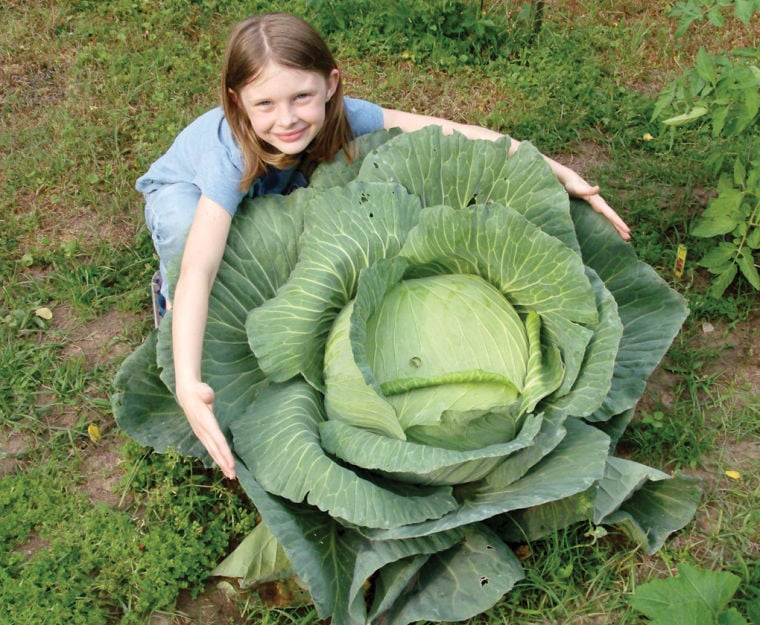 cabbage patch garden