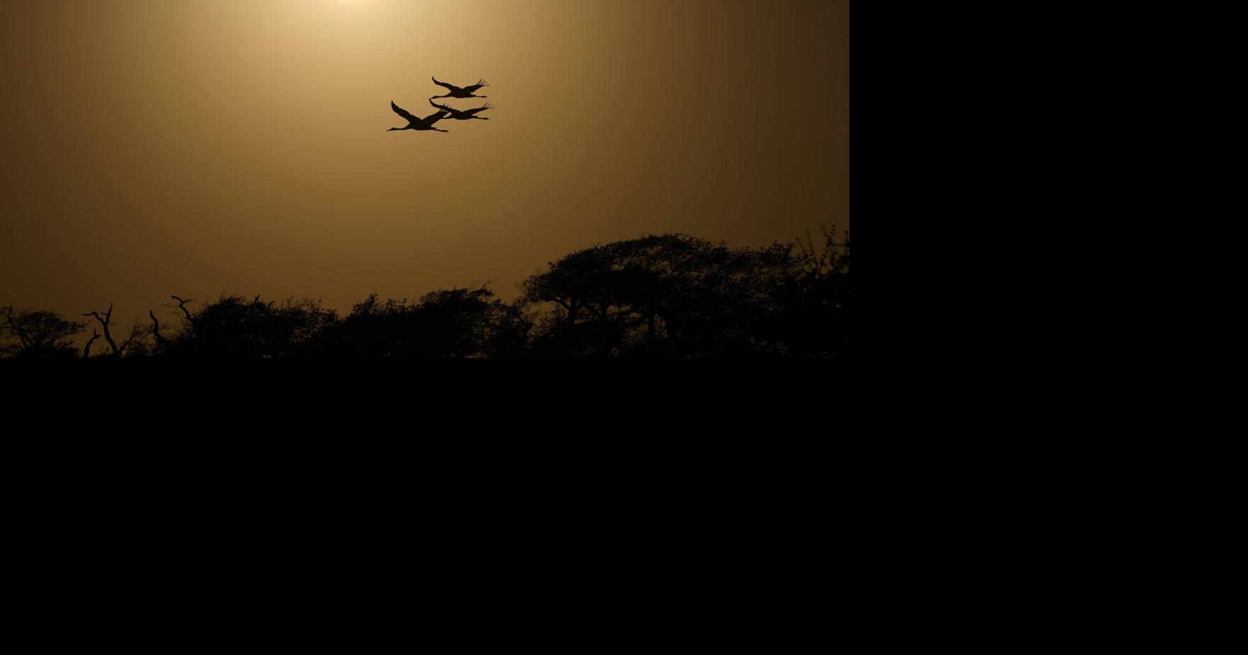 APTOPIX Climate Saving Cranes Habitat