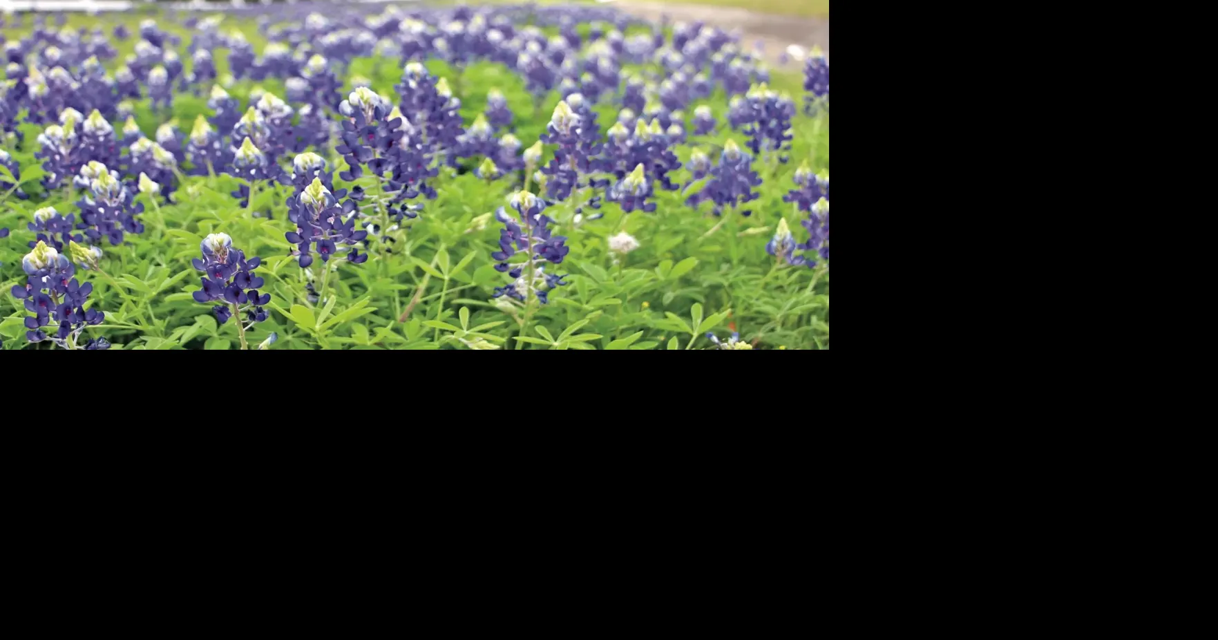 How did Texas become the bluebonnet state?