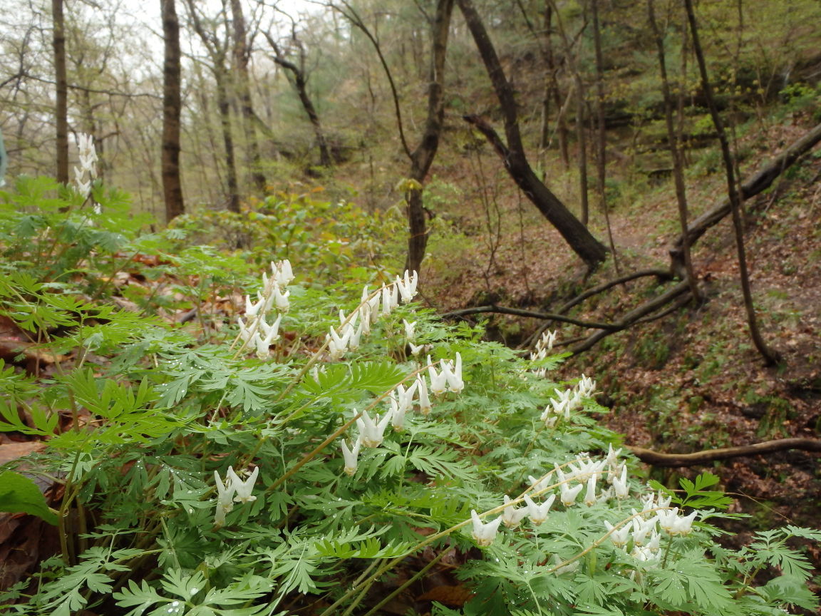 Photos: Woodland wildflowers in Central Illinois | News ...