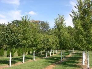 Rows & Rows of Nursery Grown Trees!