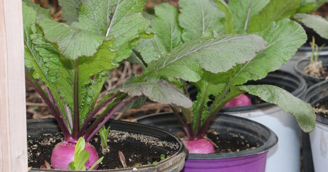 Illinois awards $3.5 million to strengthen local food infrastructure