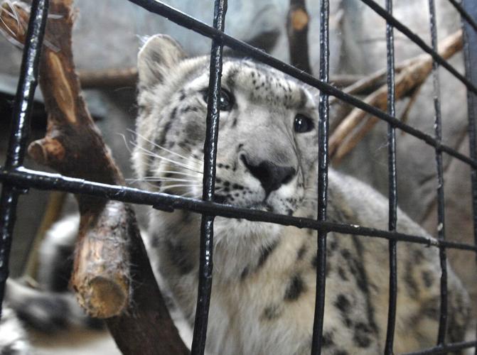 Miller Park Zoo leads breeding programs for endangered species