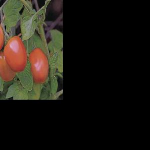 Grounded Living: Create a backyard salsa garden