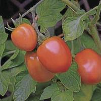 Grounded Living: Create a backyard salsa garden