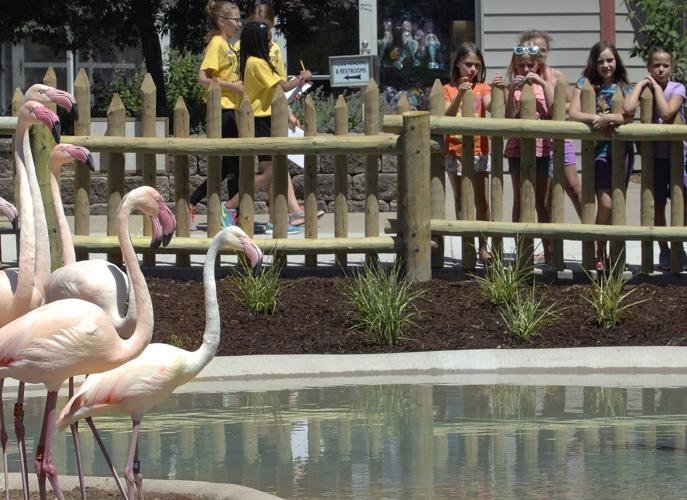 to to visitors Zoo flock flamingo expects exhibit new
