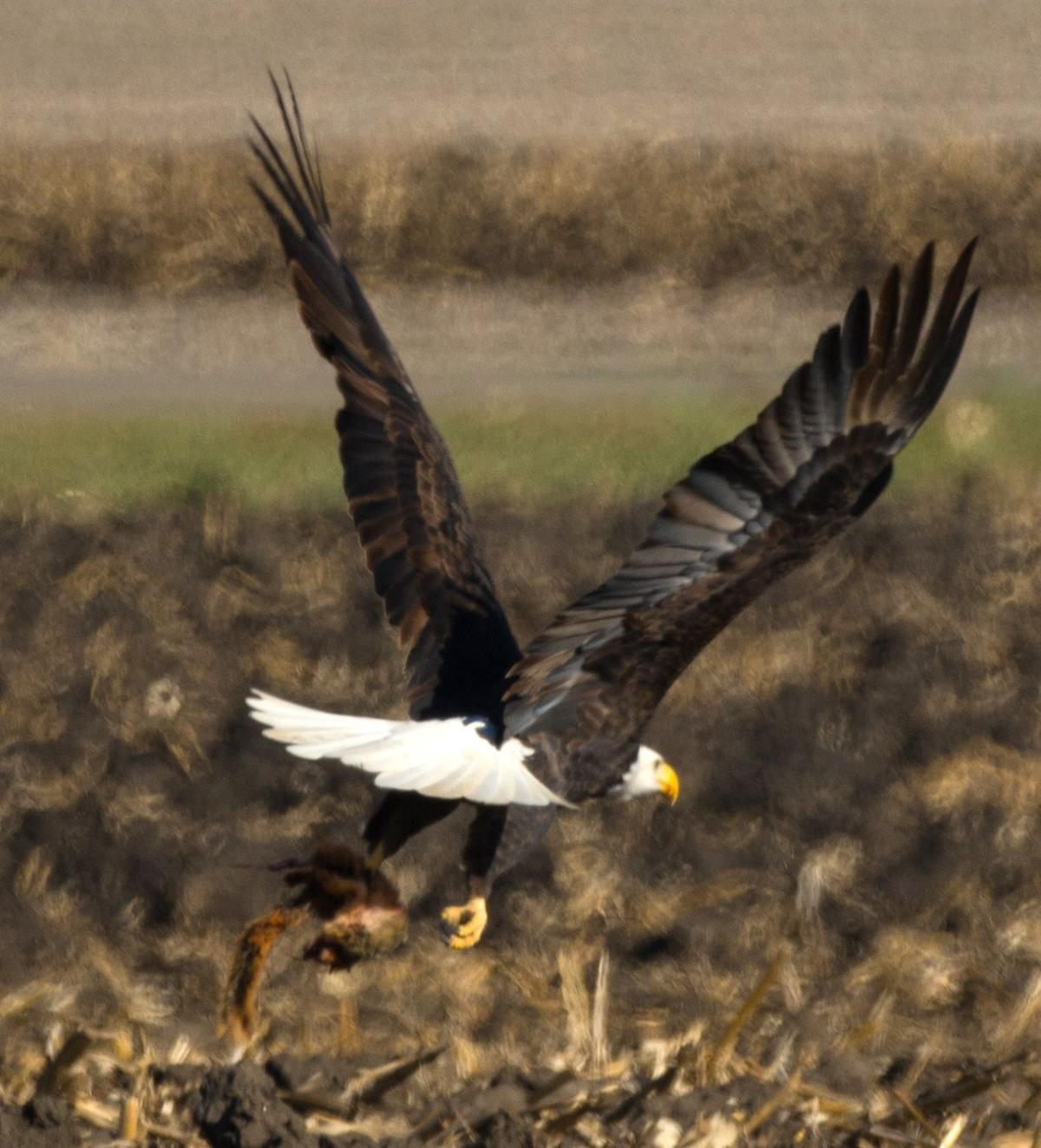 Tis The Season Eagles Flock To Illinois In Winter Lifestyles