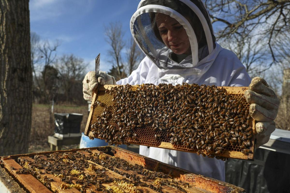Beekeepers Confront the E.P.A. Over Pesticides - The New York Times