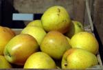 Fruit — Gold Rush Apple