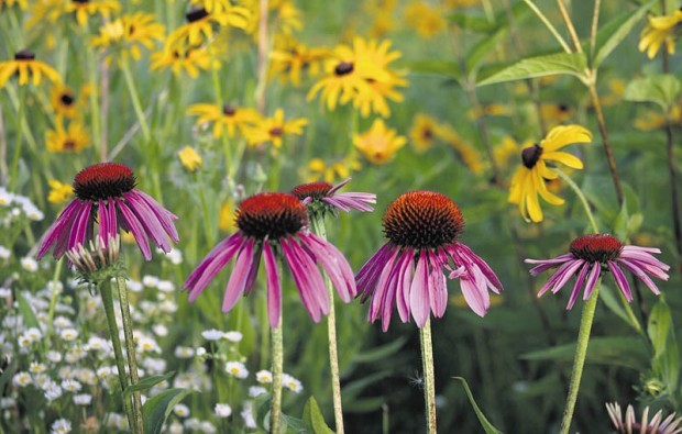 Purple cone flowers
