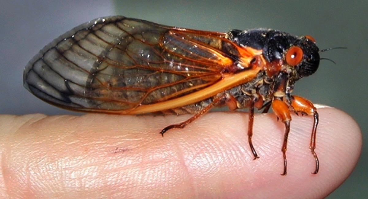 What's the buzz? Cicadas may emerge early in Central Illinois