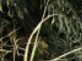 Magazine Publishes First Photo Of Woman Held 18 Years In Backyard News Pantagraphcom