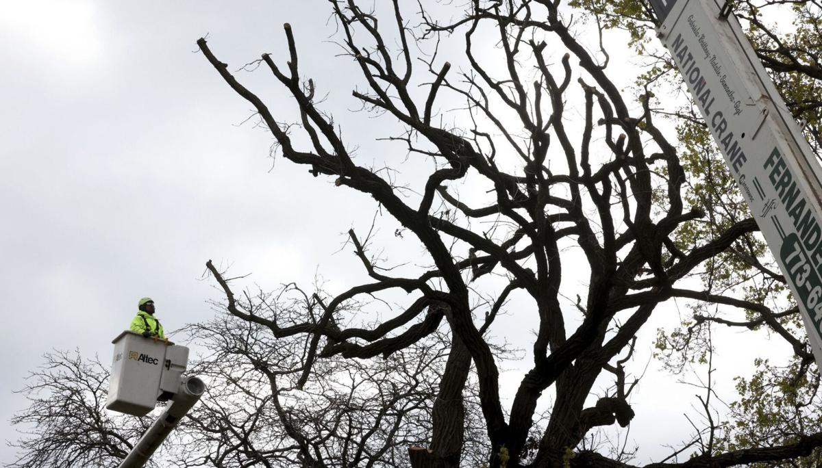 Centuries-old tree cut down at Chicago's Lincoln Park Zoo