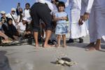 Climate UAE Sea Turtles