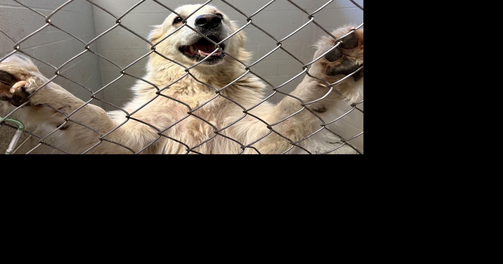 Wish Bone preps for annual Wags & Wishes Gala on June 5