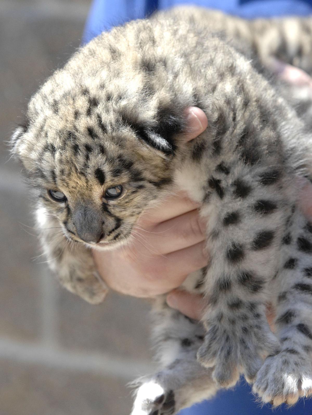 Photos Snow Leopards Born At Miller Park Zoo News