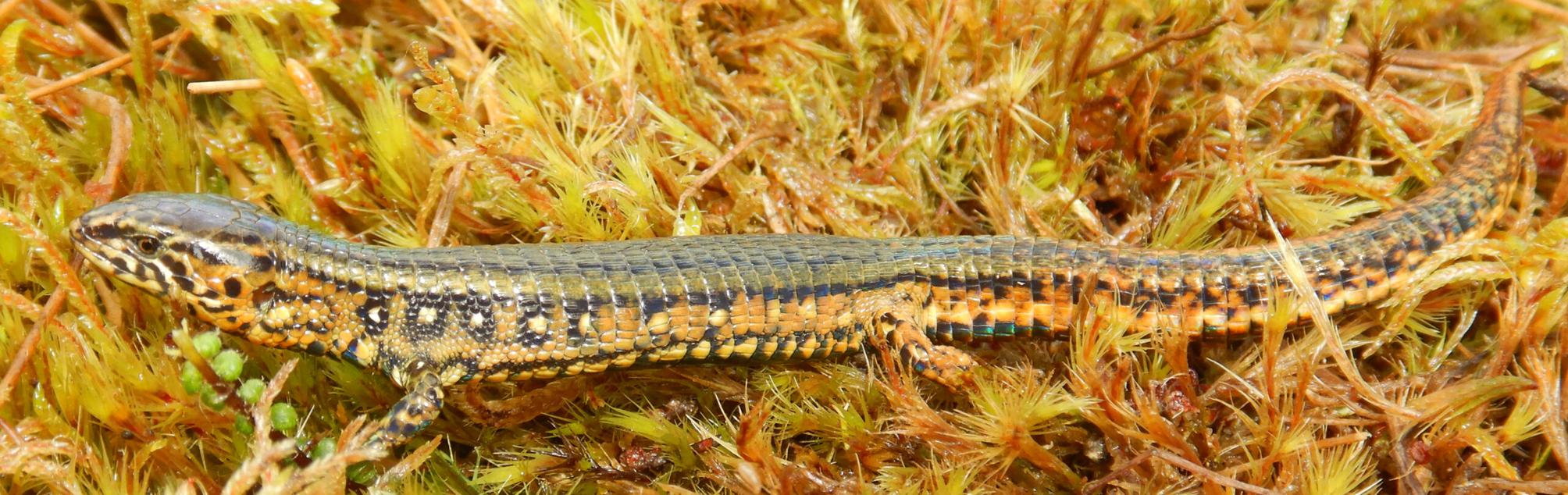 Illinois Wesleyan gets a namesake lizard