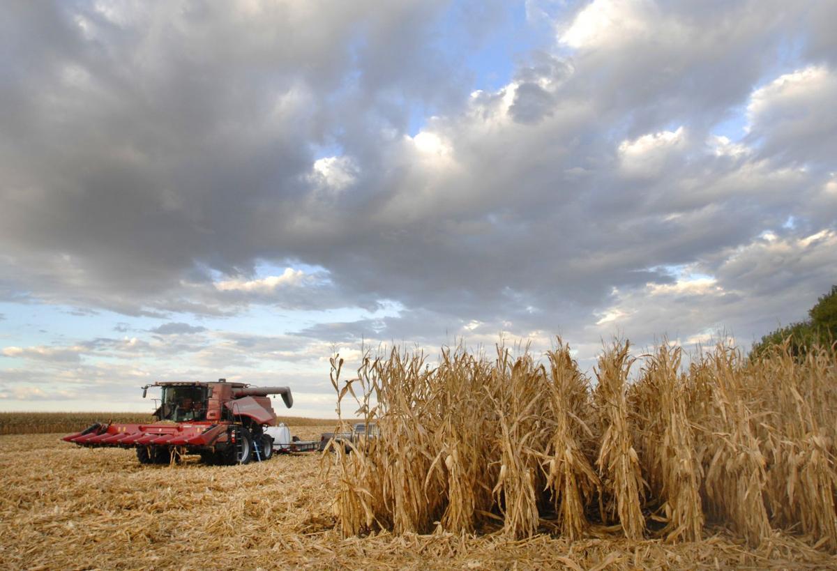 Bumper crop Local corn yields should be far above average Farming