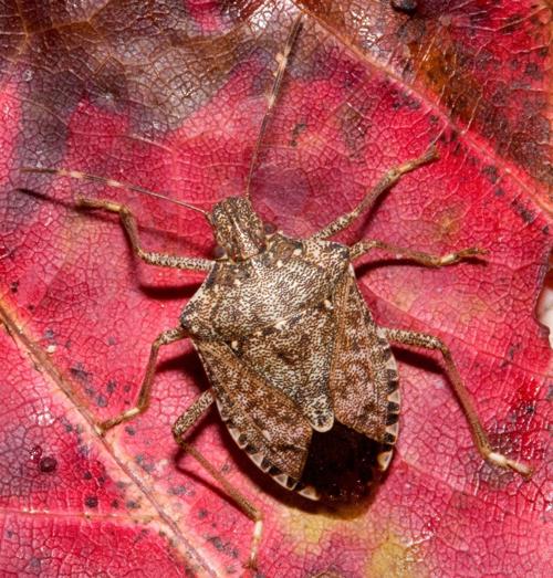 Allsup: Stink bugs are a new invader | Home & Garden | pantagraph.com