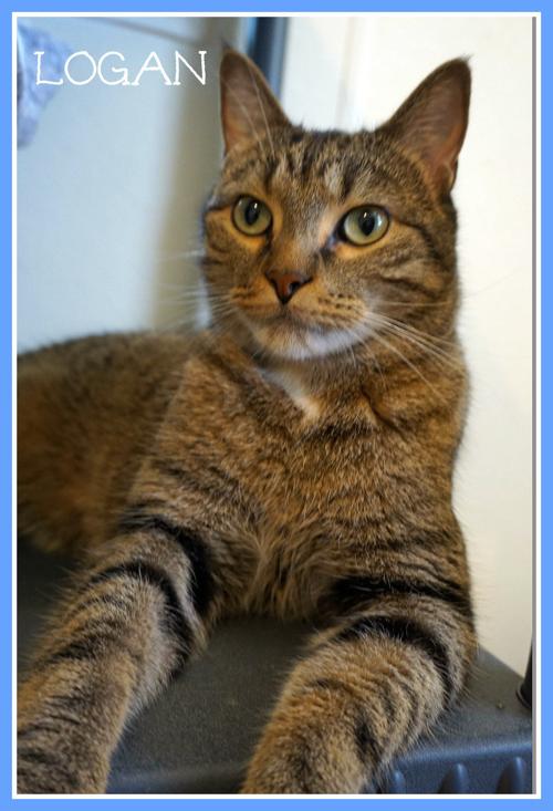 Logan Humane Society Of Logan County Pantagraph Com