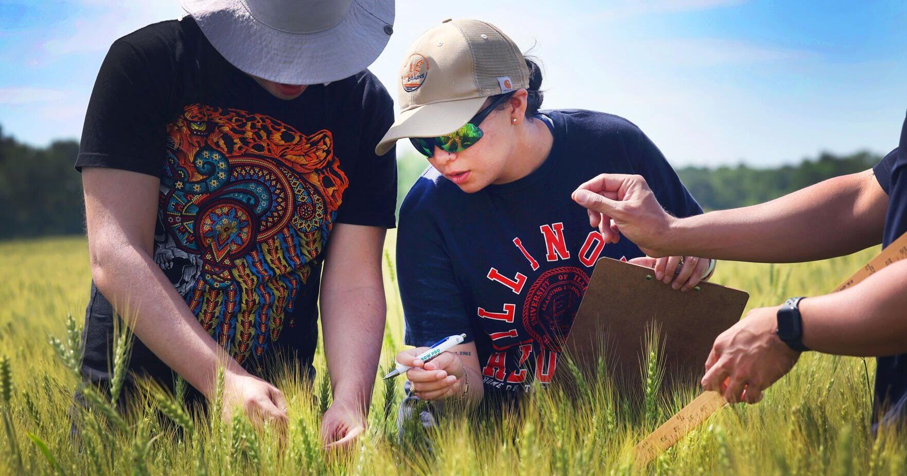 Wheat Plot Tour sees potential for record breaking crop in Illinois - Vimarsana News