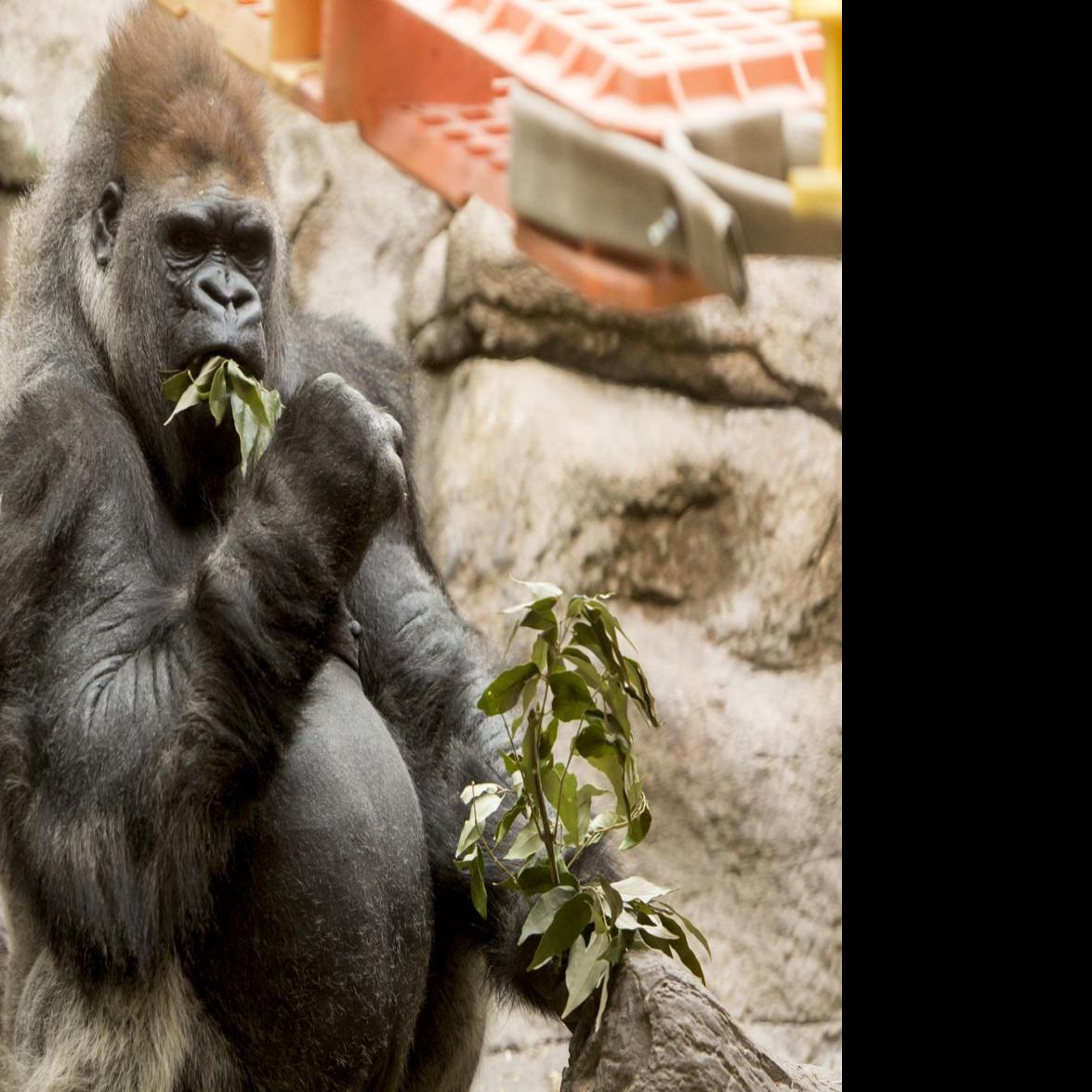 St Louis Zoo To Reopen In June Lifestyles Pantagraph Com