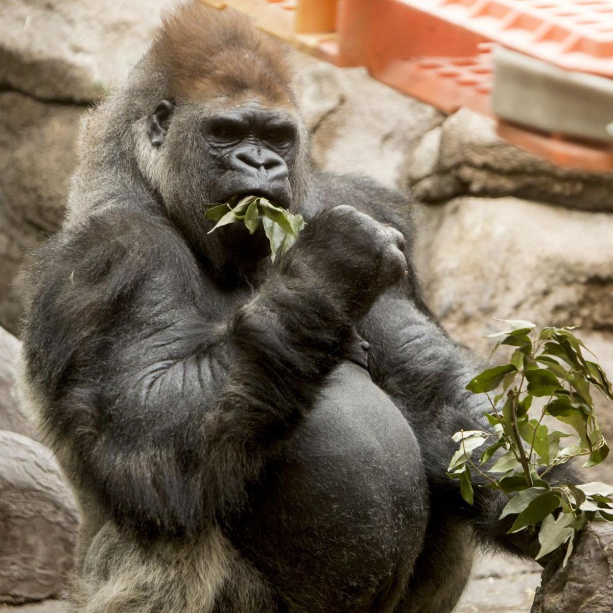 St Louis Zoo To Reopen In June Lifestyles Pantagraph Com St Louis Zoo To Reopen In June Lifestyles Pantagraph Com