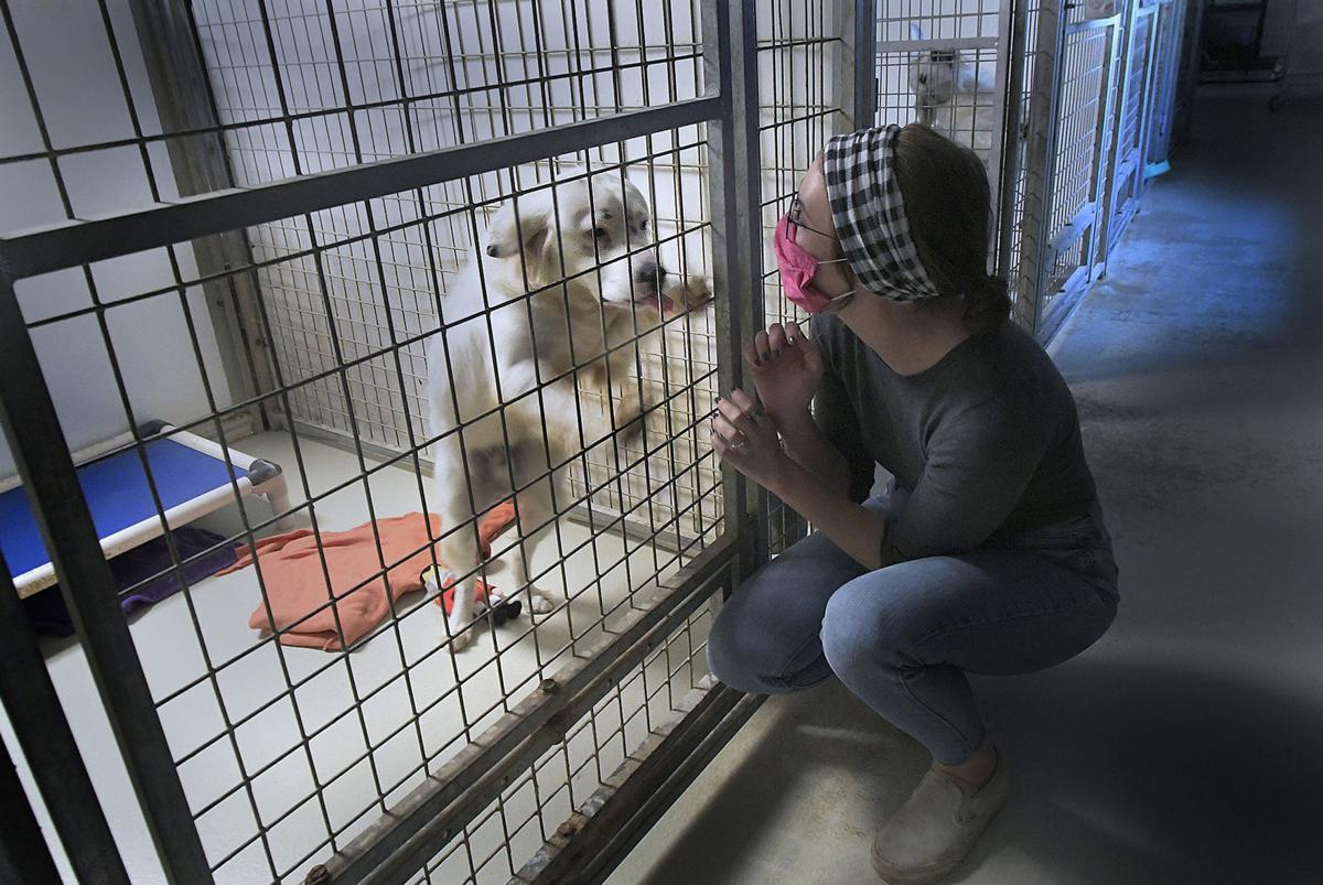 Bill would let more Illinois renters keep pets in their residence - WICS