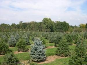 More Evergreen Trees
