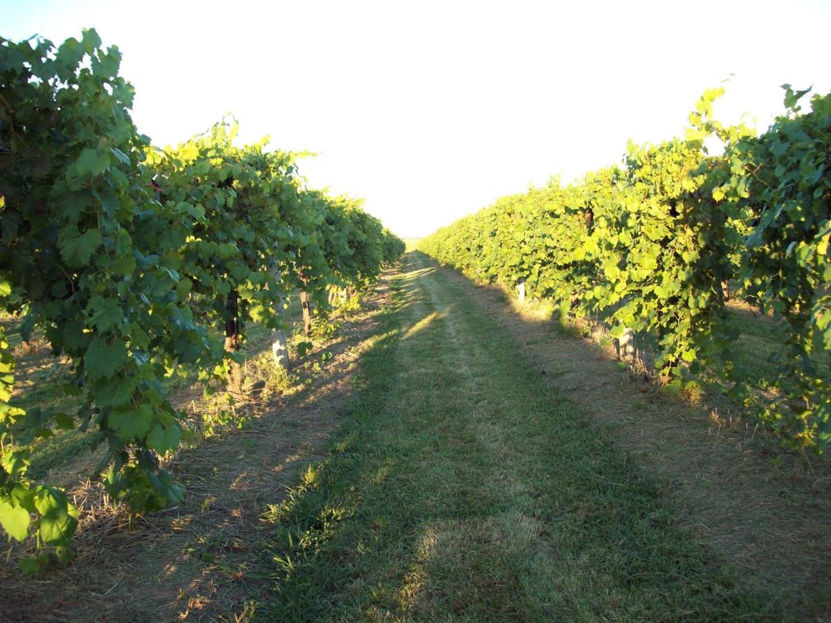 🍷 21 wineries and vineyards in Central Illinois Lifestyles