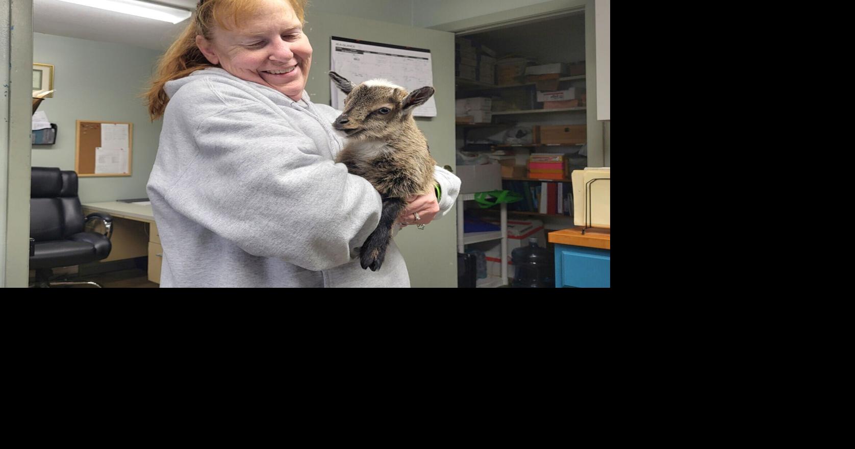 Orphaned baby goat spending part of winter at Coles Cty Animal Shelter