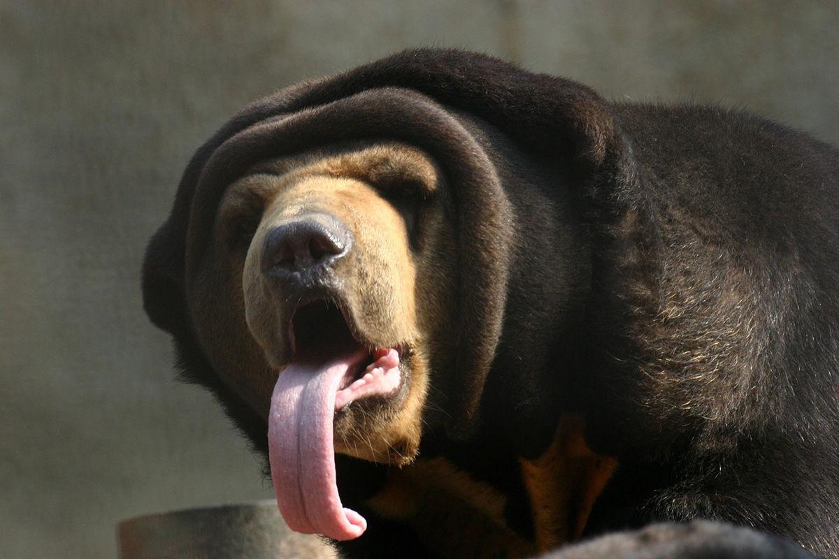 Zoo mourning loss of beloved polar bear just weeks before his 20th birthday