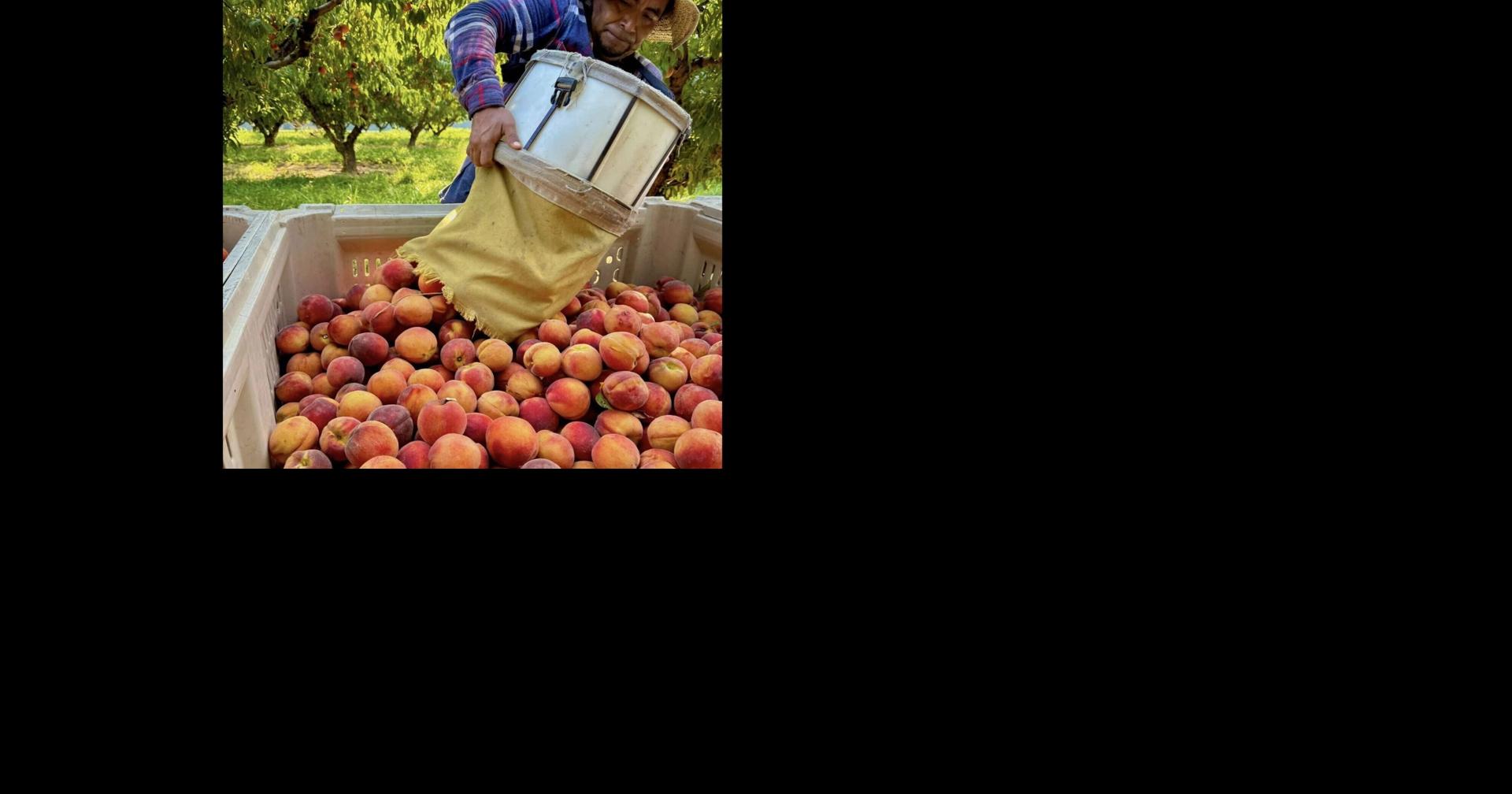 Illinois growers call new H-2A rule 'step in the right direction'