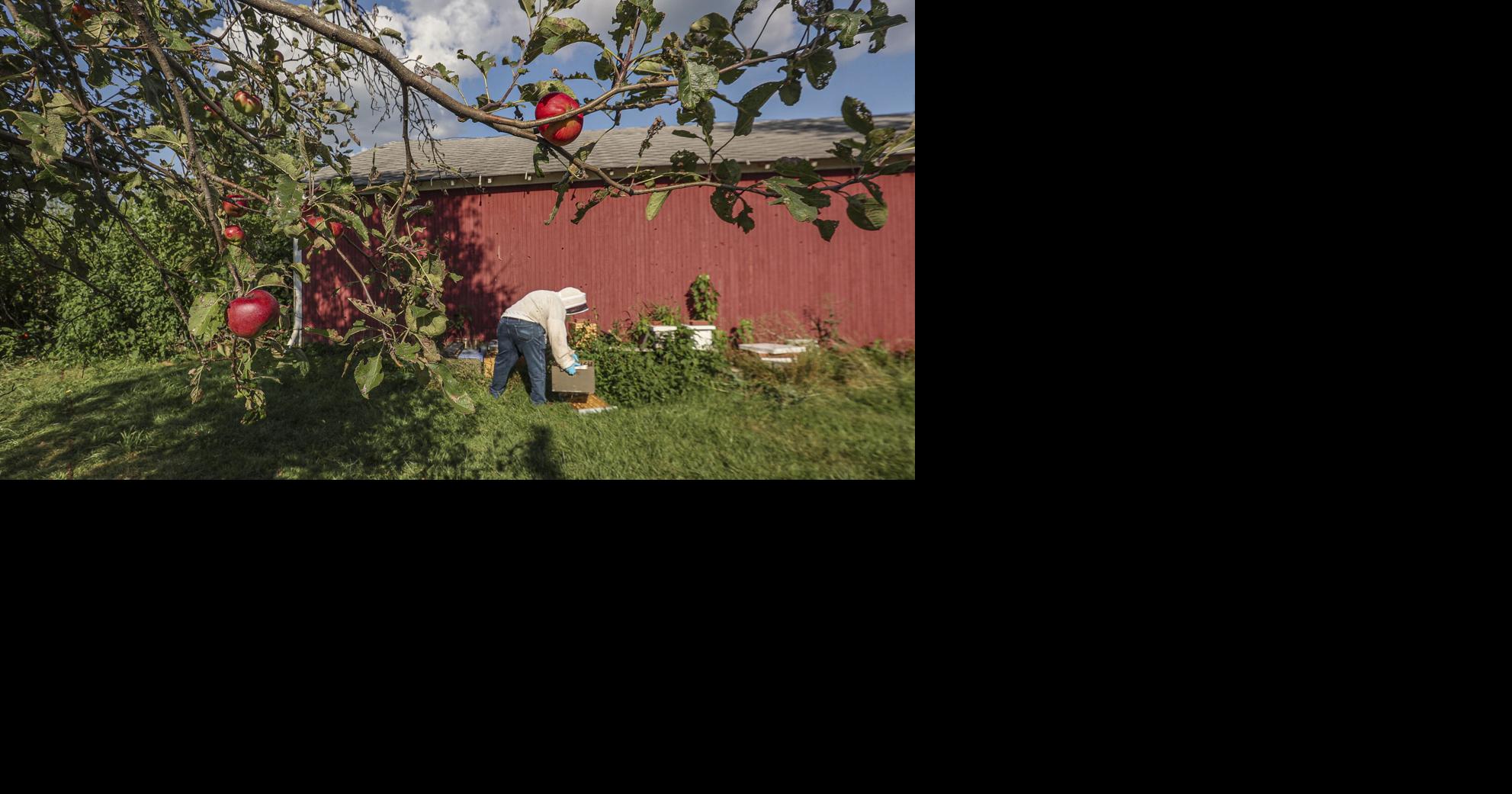Photos Central Illinois beekeeping
