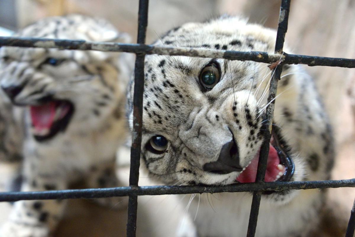 Photos Endangered Snow Leopard Cubs Thrive At Miller Park