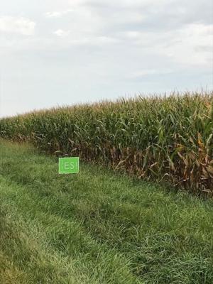 40273642_1131524023661354_7378096615812235264_n.jpg