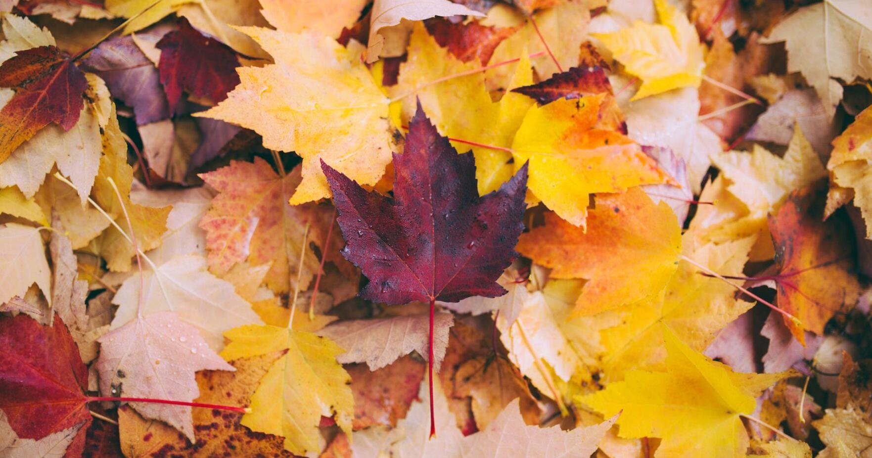 38th Kenney Fall Festival planned Sept. 8-9 - Vimarsana News