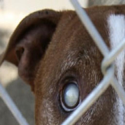 Pit Bulls And Parolees 08 15 09 News Pantagraph Com