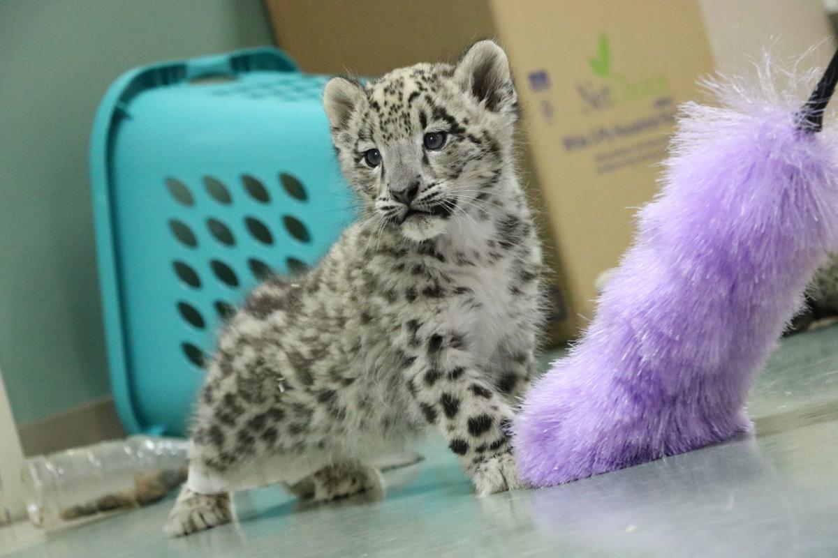 Snow leopard at Illinois zoo dies after contracting Covid-19, Illinois