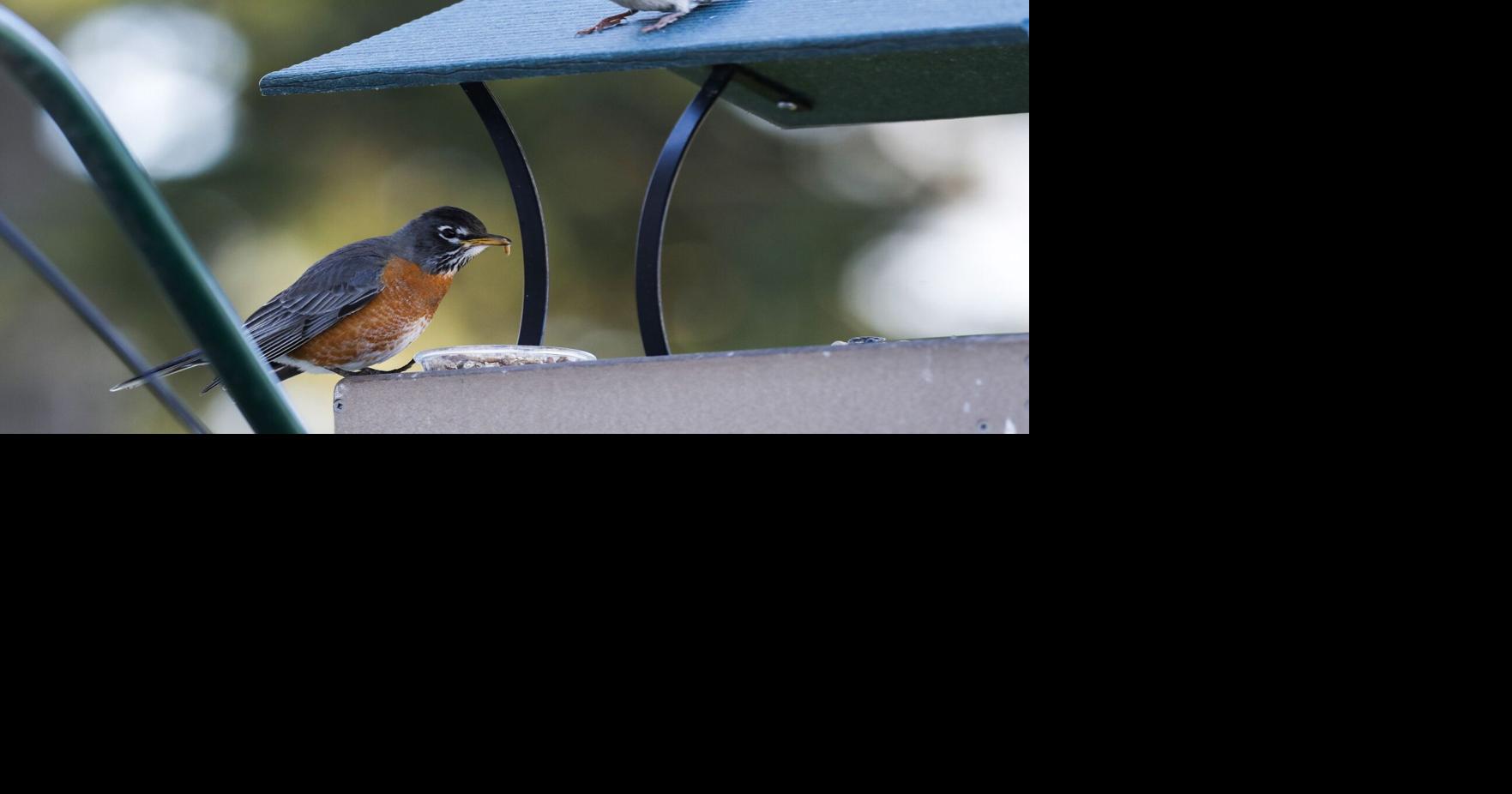 Bird feeders and baths can return to Illinois yards as avian flu risk