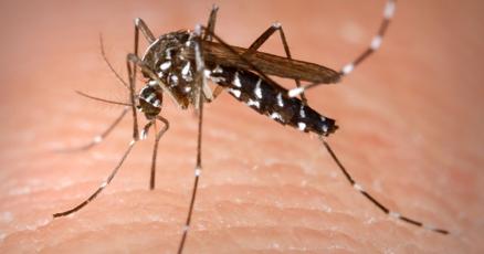 Peoria County reports years first bird case of West Nile virus Peoria County reports years first bird case of West Nile virus