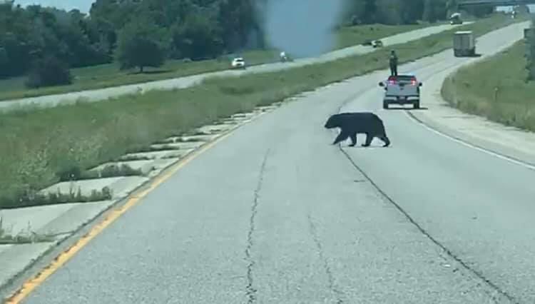 BEAR