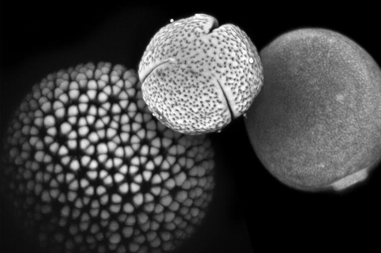 Pollen study reveals the hidden history of grasses