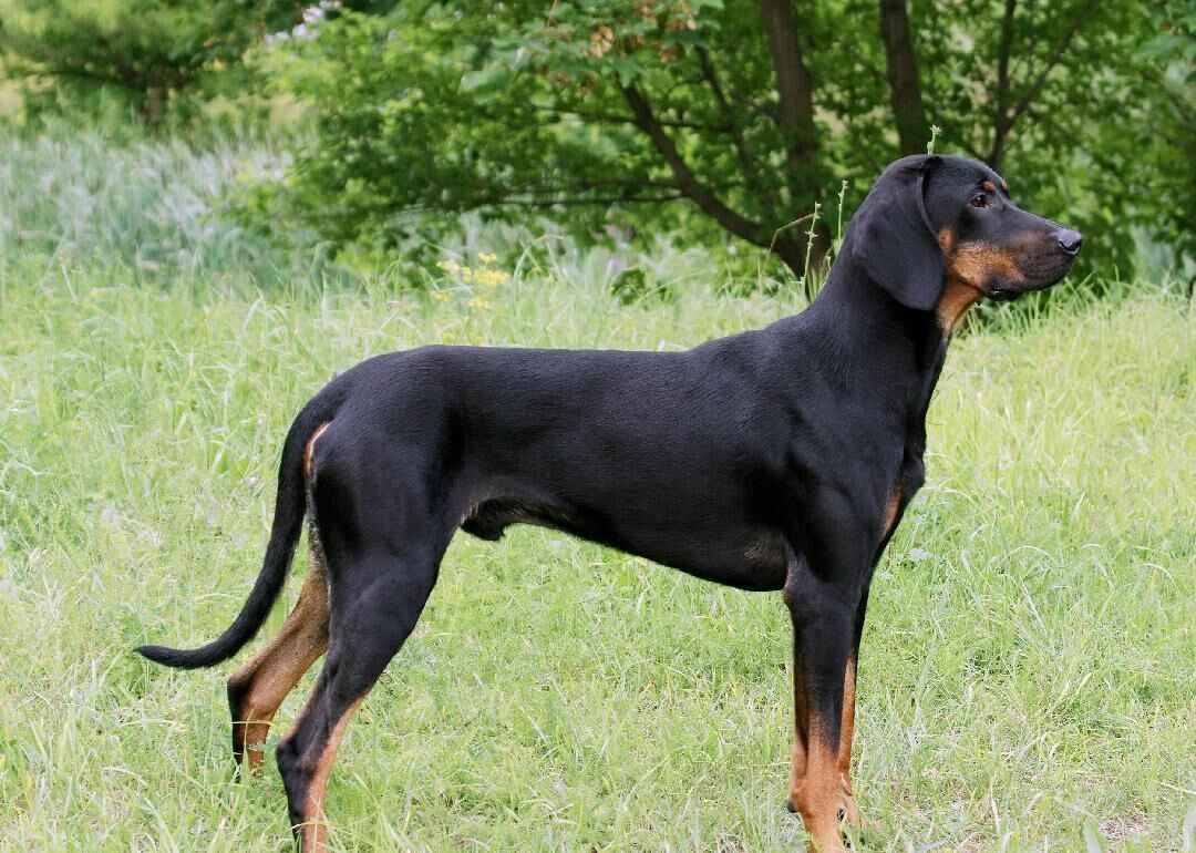 Stories Behind Every Dog Breed That Originated In America Lifestyles Pantagraph Com