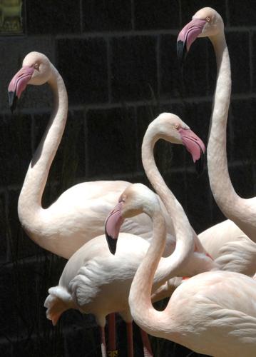 new to Zoo visitors to flamingo expects exhibit flock