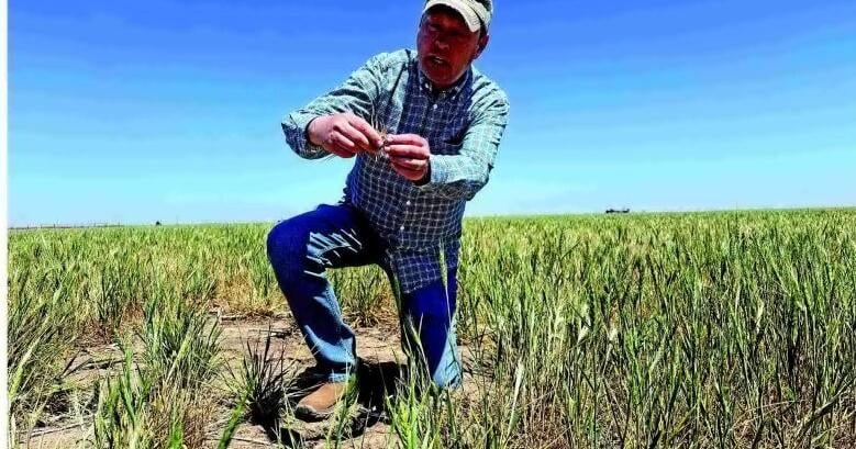 Drought, costs hit farmers