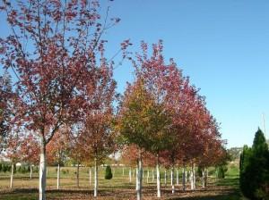 The beauty of Fall!