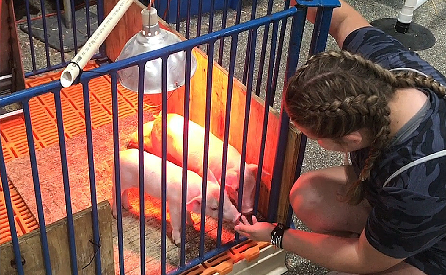 Piglets, 4-H contests draw in McLean County Fair crowd pic